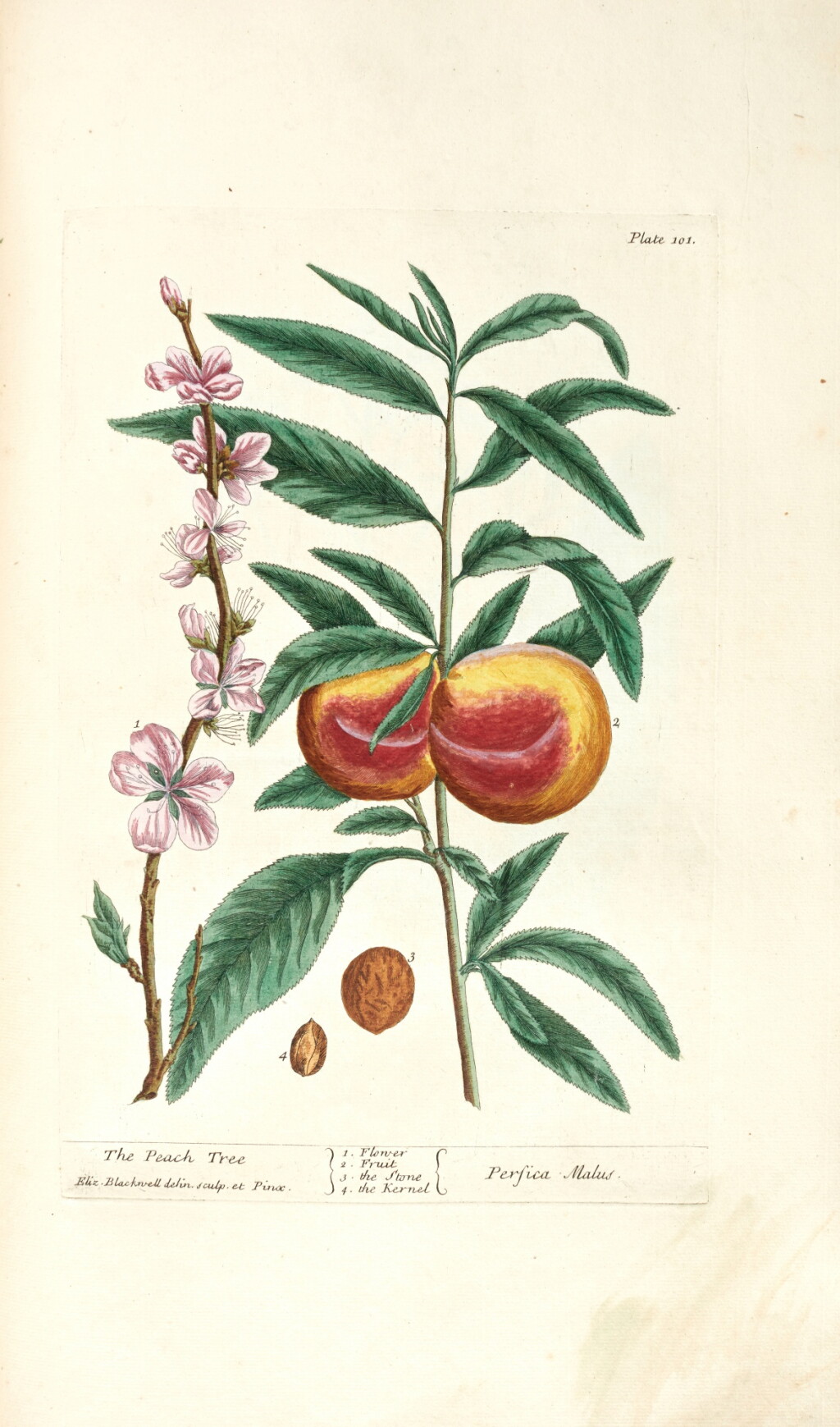 View full screen - View 1 of Lot 265. Elizabeth Blackwell | A curious herbal, London, 1737-39, 2 volumes, brown half morocco.