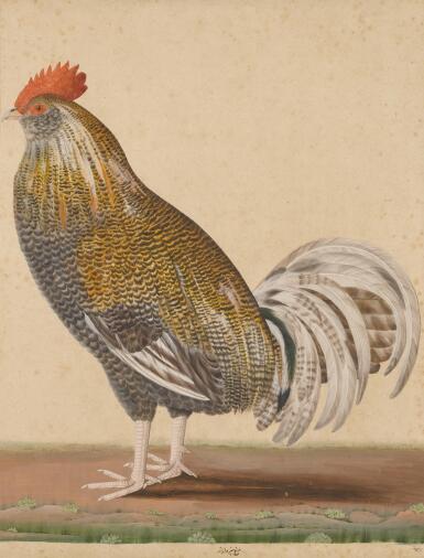 View full screen - View 1 of Lot 635. A domestic male fowl, India, Lucknow, Company School, circa 1780.