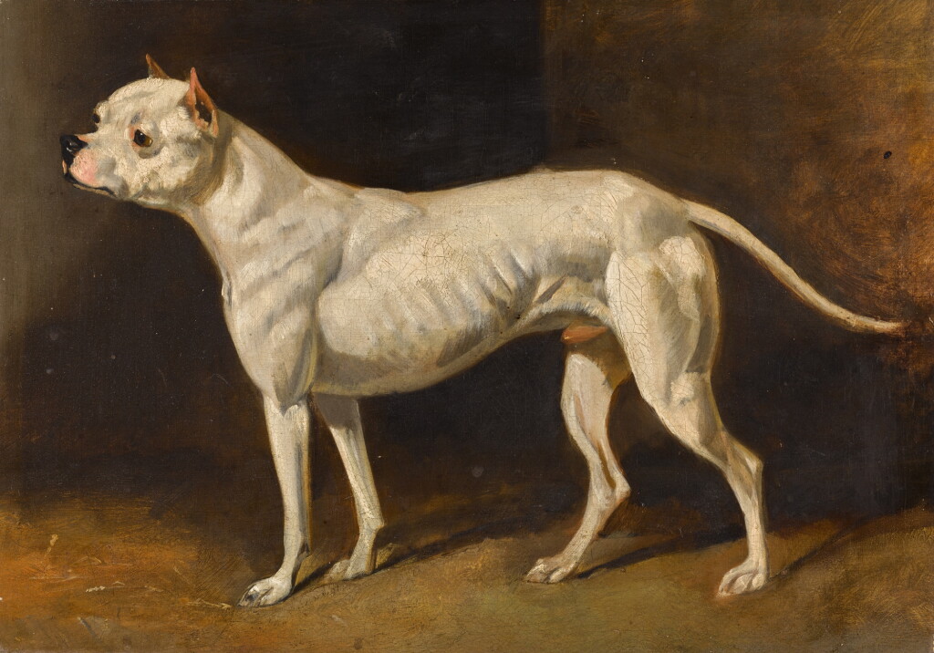 View full screen - View 1 of Lot 514. A Staffordshire Bull Terrier, called Rattler.