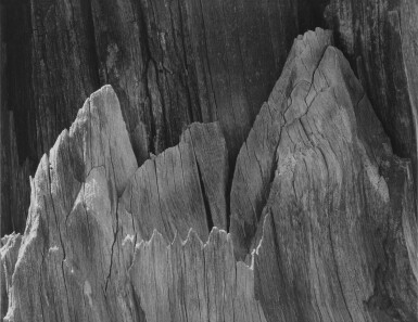 View full screen - View 1 of Lot 64. Tree Detail, Sierra Nevada.