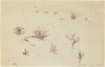 Desert Vegetation