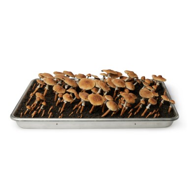 View full screen - View 1 of Lot 141. Psilocybe Cubensis Tray (Phototropic Response).
