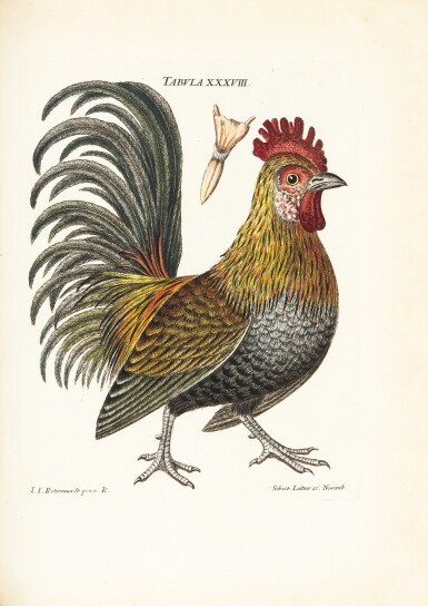 View full screen - View 1 of Lot 42. Schaeffer | Elementa ornithologica iconibus, 1779.