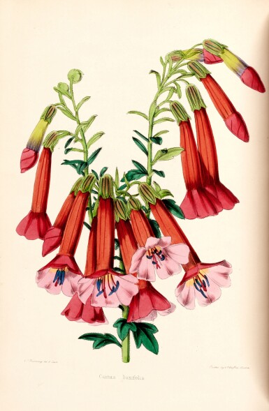 View full screen - View 1 of Lot 442. Paxton and others | Paxton's Magazine of Botany and related works, 1849-52, 5 vols, contemporary green half calf.