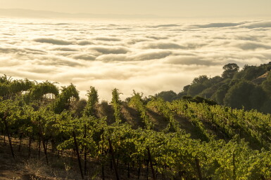 View full screen - View 1 of Lot 240. Ridge, Monte Bello 2012 (12 BT).