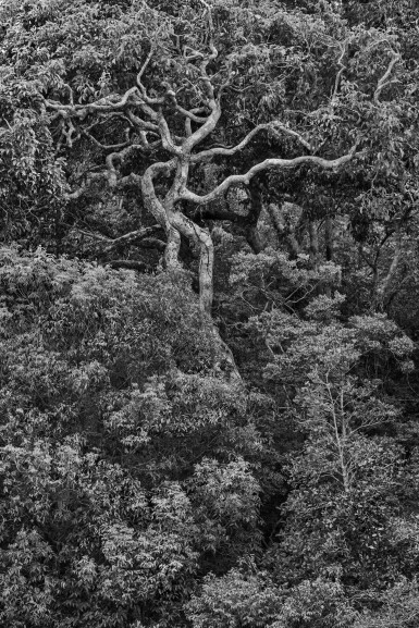 View full screen - View 1 of Lot 1. 'Tree of Life'.