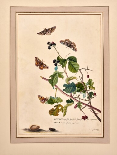 View full screen - View 1 of Lot 325. Georg Dionysus Ehret | Medlar and blackberry plants with emperor moths, caterpillars and pupae, watercolour on vellum.