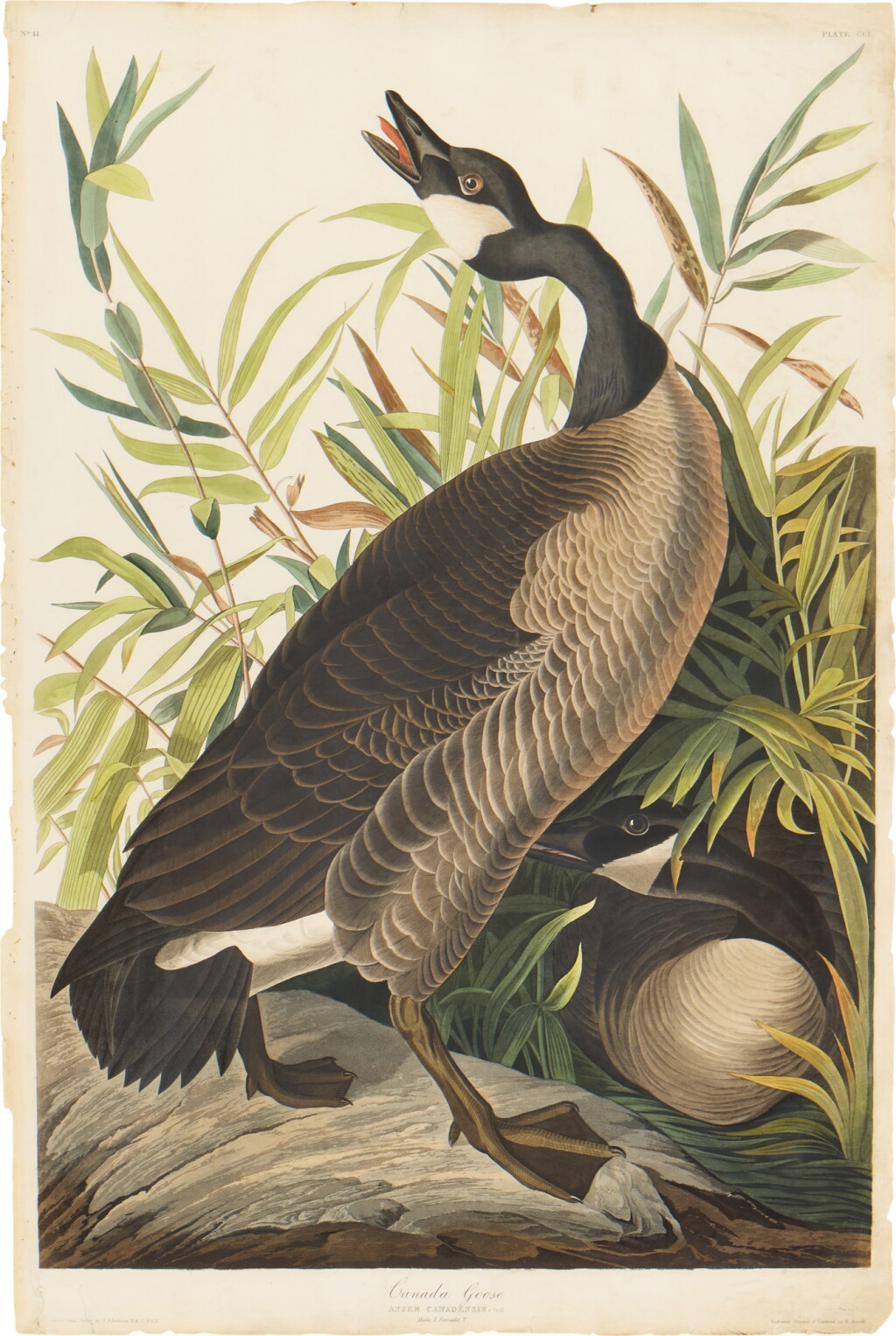 View full screen - View 1 of Lot 180. Canada Goose (Plate CCI).