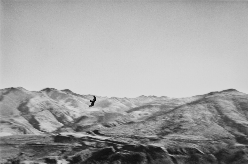 View full screen - View 1 of Lot 106. 'Peru' (Bird).