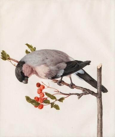 View full screen - View 1 of Lot 48. Karl Wilhelm de Hamilton, Bullfinch on a branch | Bouvreuil sur une branche.
