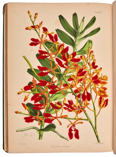 View full screen - View 1 of Lot 87. Robert Warner | Select orchidaceous plants. London, 1862–1875, outstanding botanical lithographs by Fitch.