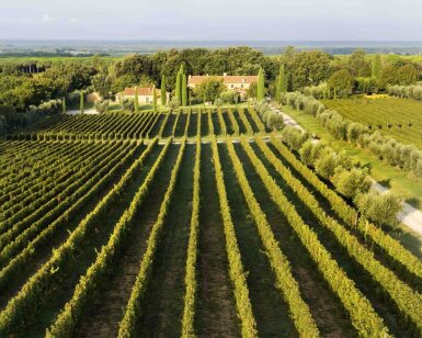 View full screen - View 1 of Lot 547. Ornellaia 2003 (6 BT).