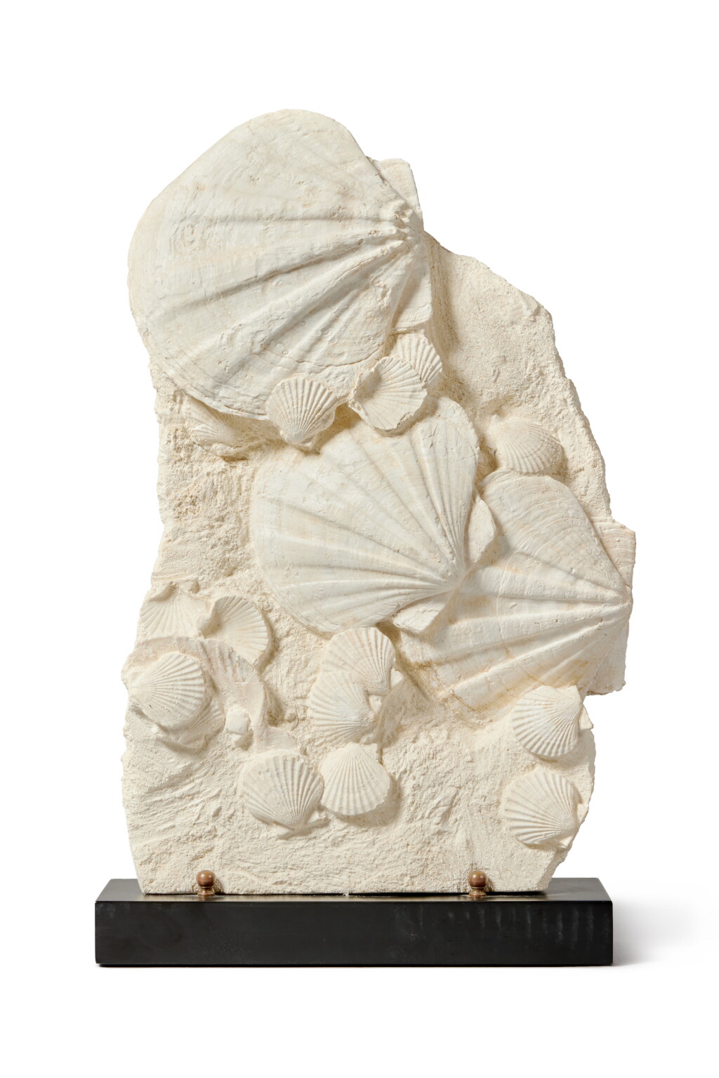 View full screen - View 1 of Lot 226. Plaque of Fossilized Saint-Jacques Shells.
