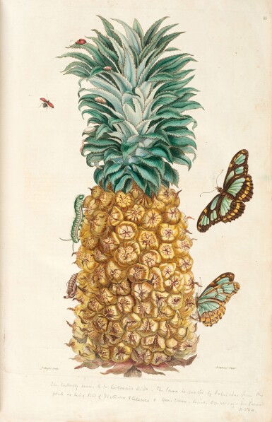 View full screen - View 1 of Lot 153. Merian and Rabel | Histoire générale des insectes de Surinam... Paris, 1771, red morocco, La Vallière copy.