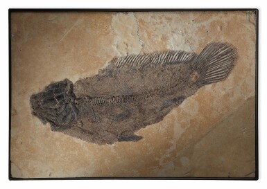 View full screen - View 1 of Lot 35. A RARE FOSSIL DOGFISH.