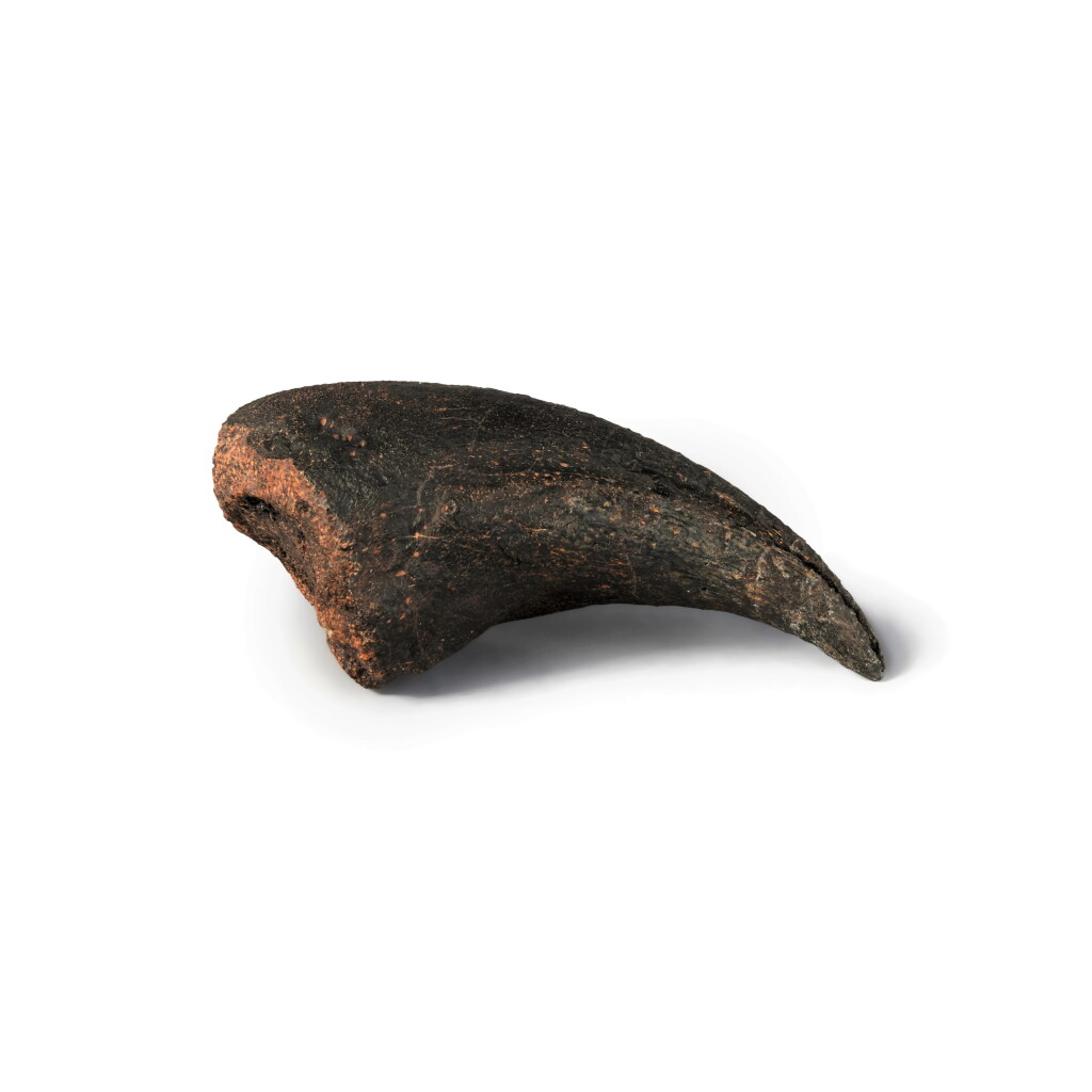 View full screen - View 1 of Lot 9. The Claw of an Allosaurus.