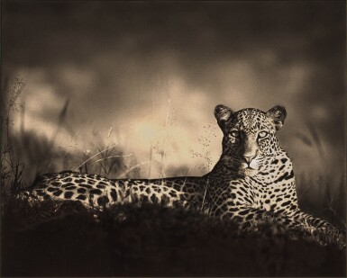 View full screen - View 1 of Lot 122. Leopard Staring, Masai Mara.