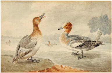 View full screen - View 1 of Lot 256. JAMES SILLETT | A PAIR OF DUCKS - POSSIBLY WIGEON.