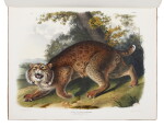 Audubon, John James, and James Bachman | A magnificent copy of the "largest successful color plate book project of 19th-century America"