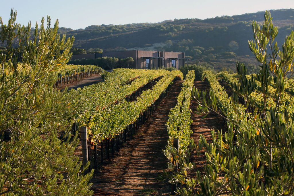 View full screen - View 1 of Lot 13. Continuum | Caves, Cuisine & Continuum Estate: A Celebration of the Culture of Wine.