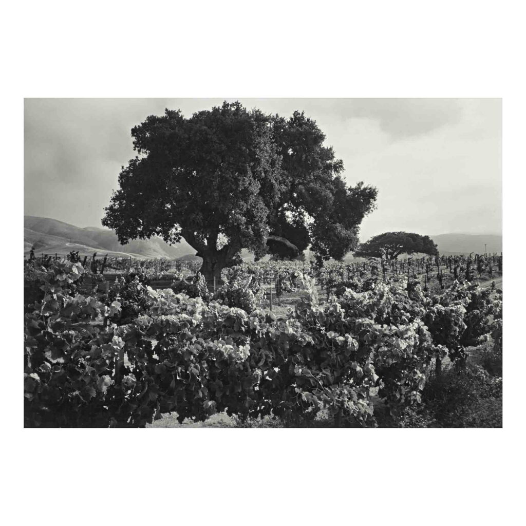 View full screen - View 1 of Lot 117. Vineyard, Soledad, California.