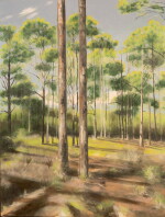 Pines in Hypoluxo Scrub
