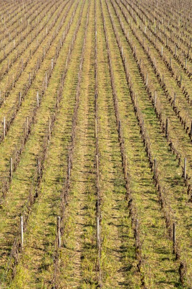 View full screen - View 1 of Lot 251. Clos de Vougeot 1978 Louis Gouroux (8 BT).
