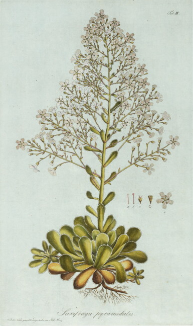 View full screen - View 1 of Lot 218. Kaspar Maria, graf von Sternberg | Revisio Saxifragarum... Regensburg, 1810-1831, 3 parts in 1 volume.