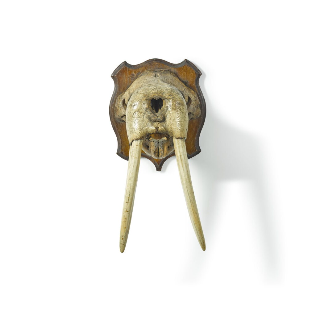 View full screen - View 1 of Lot 119. A small Walrus (Odobenus rosmarus) skull, first half of 19th century.