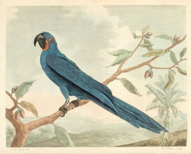 View full screen - View 1 of Lot 208. George Shaw | Museum Leverianum, containing select specimens from the museum of the late Sir Ashton Lever, 1792.