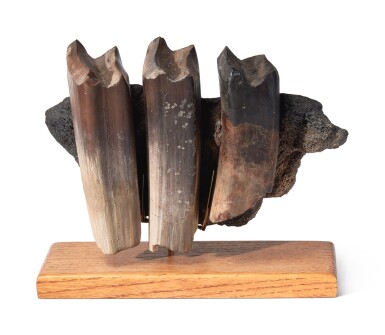 View full screen - View 1 of Lot 10. A GIANT GROUND SLOTH JAW SECTION WITH TEETH.