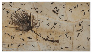 View full screen - View 1 of Lot 12. Extraordinary Fossil Palm Frond Plate with Mass Mortality of Fish.