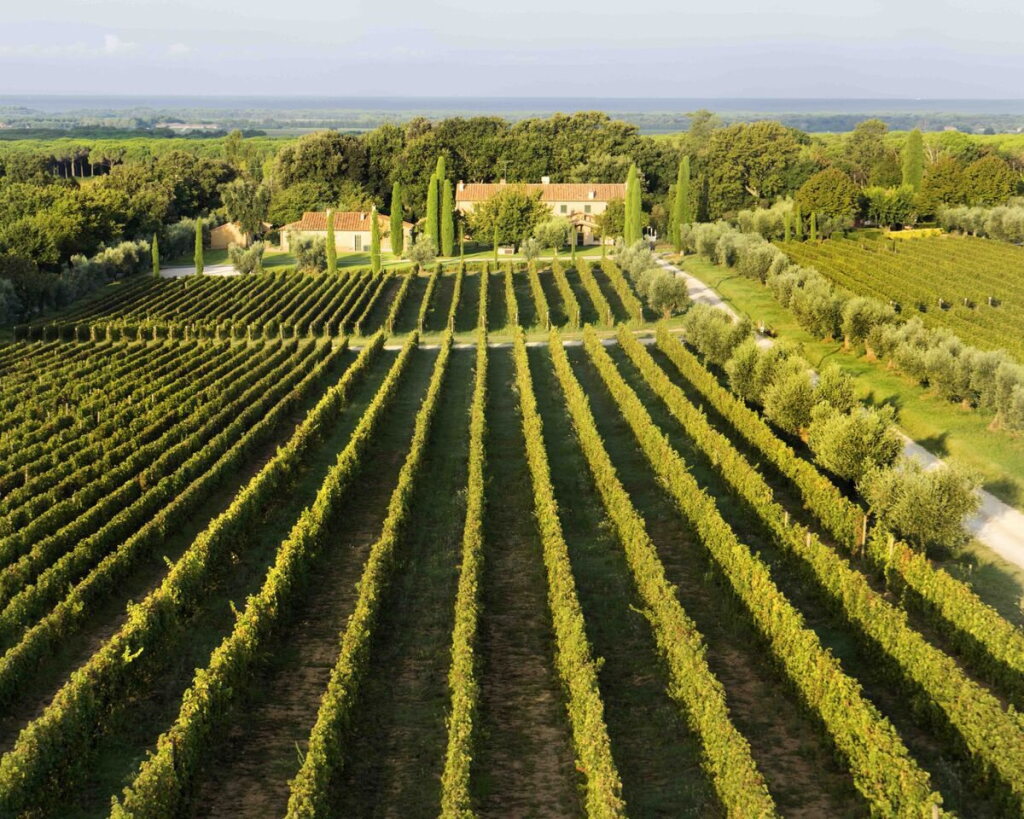 Voir en plein écran - Voir 1 du lot 797. Ornellaia 2013 (6 BT).