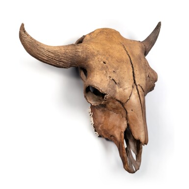 View full screen - View 1 of Lot 30. Buffalo Skull.
