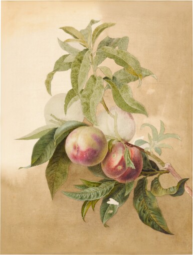 View full screen - View 1 of Lot 76. Study of Peaches on a branch.