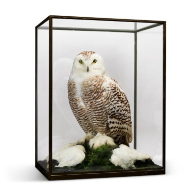 View full screen - View 1 of Lot 20. Rowland Ward, London, 1857-1975 | Snowy Owl.
