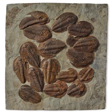View full screen - View 1 of Lot 14. Large Mass Mortality of Trilobites.