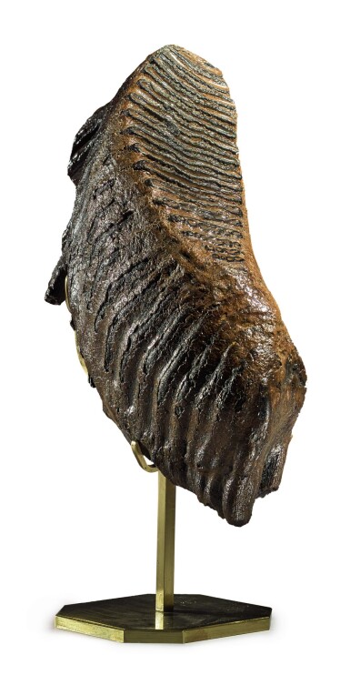 View full screen - View 1 of Lot 63. COMPLETE TOOTH OF A WOOLY MAMMOTH.