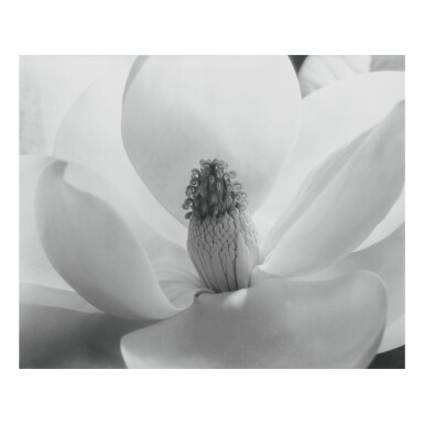 View full screen - View 1 of Lot 132. IMOGEN CUNNINGHAM | MAGNOLIA BLOSSOM.