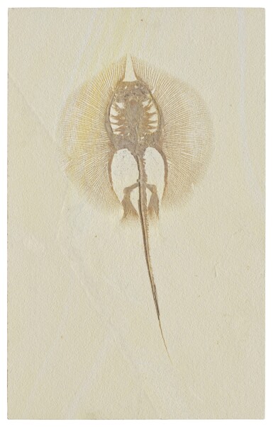 View full screen - View 1 of Lot 35. Fossil Stingray.