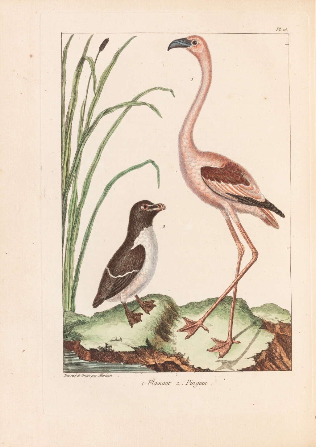 View full screen - View 1 of Lot 24. L'Histoire naturelle... Paris, 1767. In-4. Mar. rouge attr. à Derome. Ex. avec les pl. coloriées..