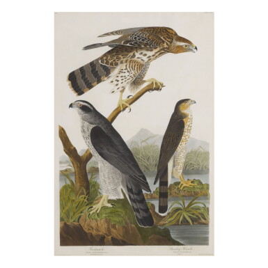View full screen - View 1 of Lot 1783. JOHN JAMES AUDUBON (AFTER) | GOSHAWK, STANLEY HAWK (PLATE CXLI).