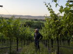 TOR | Napa Legacy: Two Cases of Vine Hill Ranch Cabernet Sauvignon