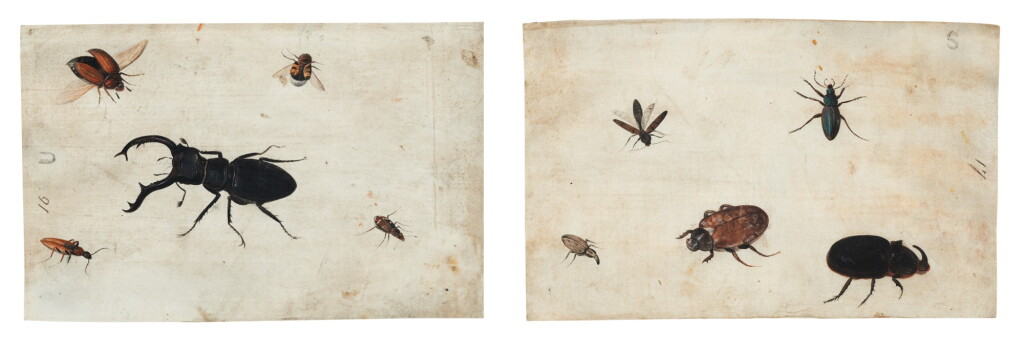 View full screen - View 1 of Lot 132. GERMAN SCHOOL, CIRCA 1600 | A PAIR OF STUDIES OF A BEETLE AND OTHER INSECTS.