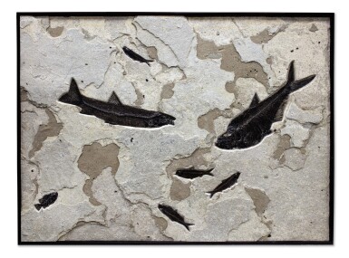 View full screen - View 1 of Lot 97. A PLAQUE OF SEVEN FOSSIL FISH.