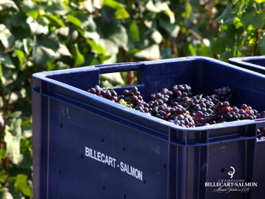 View full screen - View 1 of Lot 467. Billecart Salmon, Rosé Brut NV (6 BT).