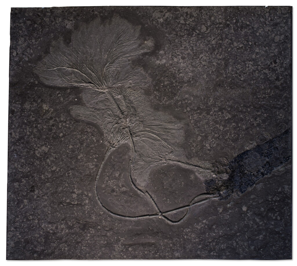 View full screen - View 1 of Lot 101. A DOUBLE FOSSIL SEA LILY PLAQUE .