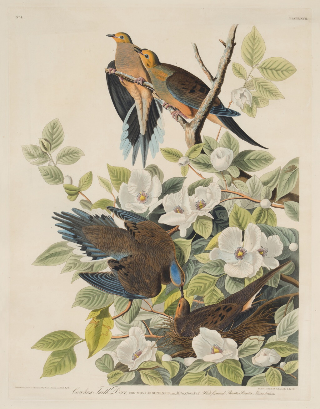 View full screen - View 1 of Lot 210. Carolina Pigeon, or Turtle Dove (Plate XVII).