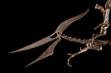 View full screen - View 1 of Lot 6. Articulated Pteranodon Skeleton.