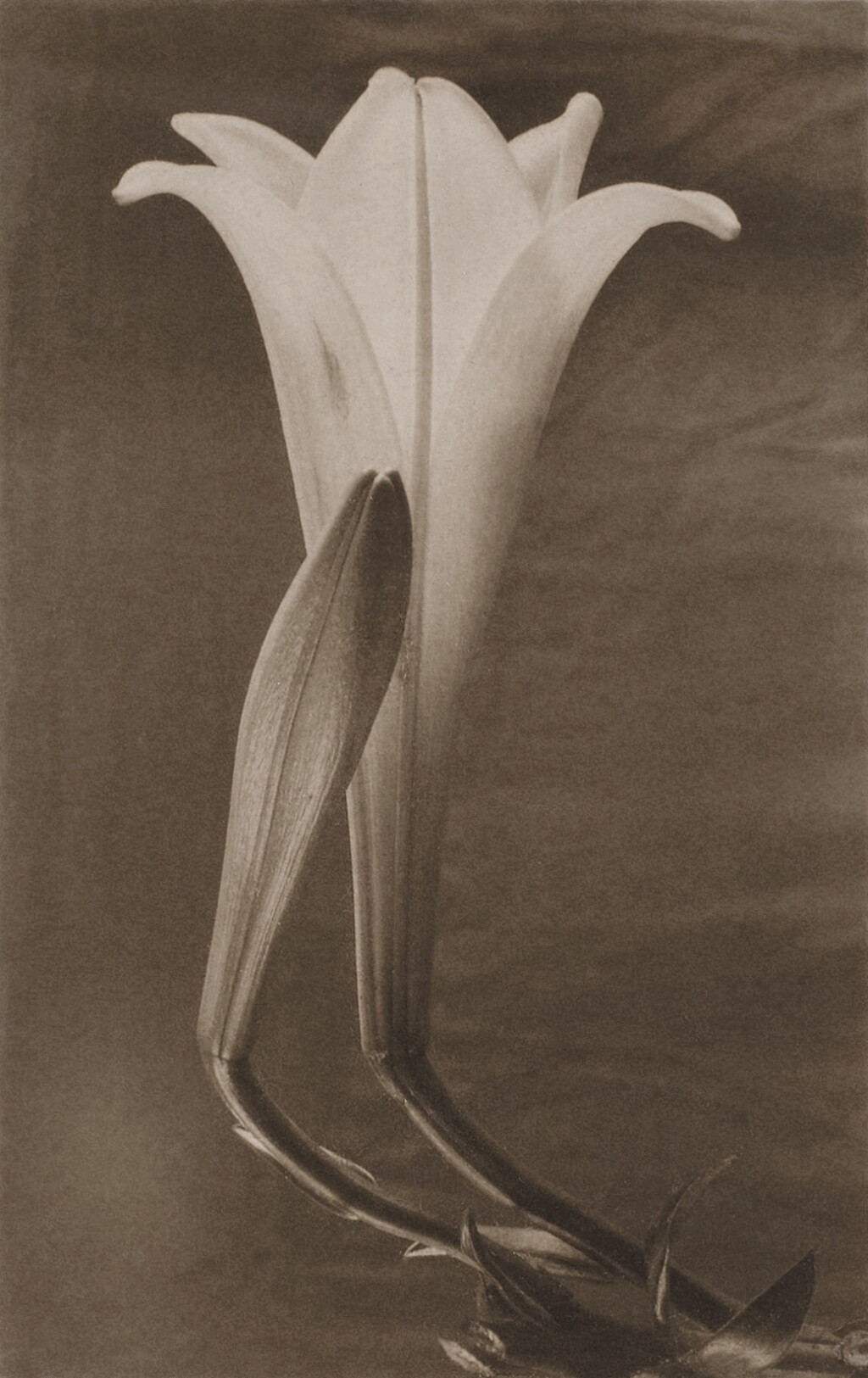View full screen - View 1 of Lot 17. Easter Lily and Bud.